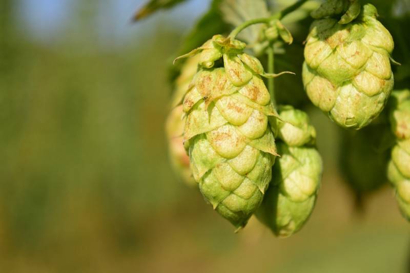 hops-1678579_1280.jpg hops-1678579_1280.jpg